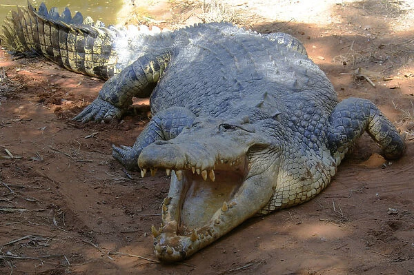 Saltwater or Estuarine crocodile (Crocodylus porosus), Australia