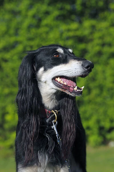 Saluki, Royal Dog of Egypt or Persian Greyhound -Canis lupus familiaris-, sighthound breed, male