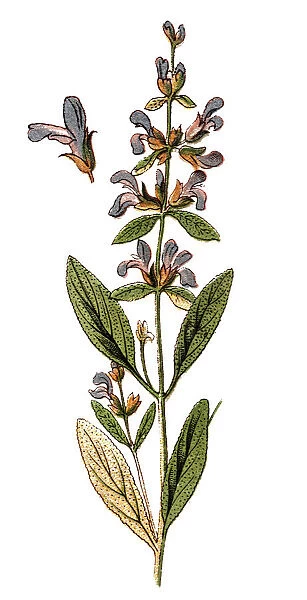 Salvia officinalis (sage, also called garden sage, common sage, or culinary sage)