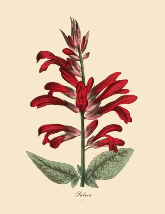 Framed Print : Salvia Plant, Victorian Botanical Illustration Framed Print : Salvia Plant, Victorian Botanical Illustration