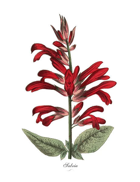 Salvia Plant, Victorian Botanical Illustration