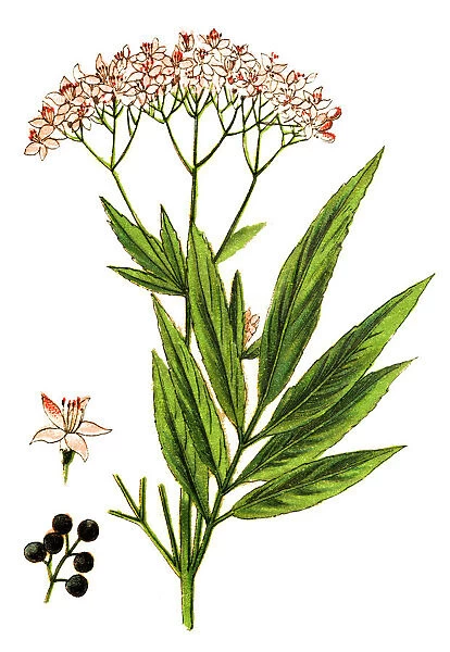 Sambucus ebulus, also known as danewort, dane weed, danesblood, dwarf elder or European dwarf elder