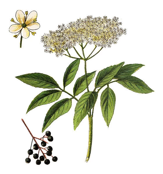 Sambucus nigra, elder, elderberry, black elder, European elder, European elderberry