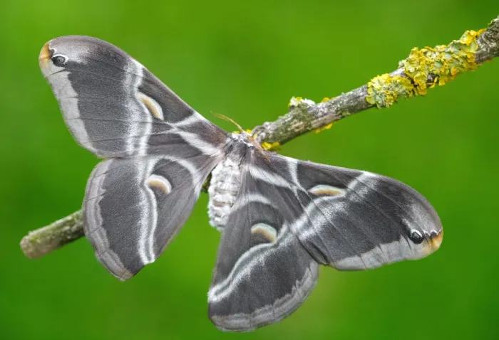 Framed Print : Samia ricini a Eri silkmoth moth Framed Print : Samia ricini a Eri silkmoth moth