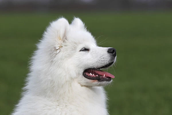 Samoyed dog, puppy, 3. 5 months, male, on a meadow, Germany