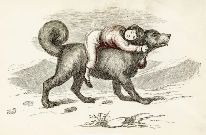 Framed Print : San Bernard dog and kid engraving 1851 Framed Print : San Bernard dog and kid engraving 1851
