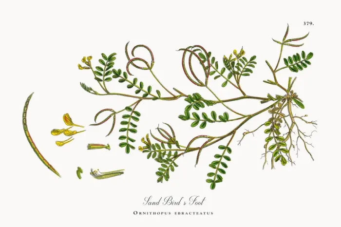 Framed Print : Sand Birdas Foot, Ornithopus ebracteatus, Victorian Botanical Illustration, 1863 Framed Print : Sand Birdas Foot, Ornithopus ebracteatus, Victorian Botanical Illustration, 1863