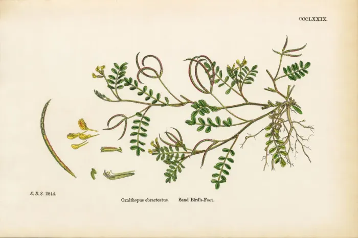 Framed Print : Sand Birdas Foot, Ornithopus ebracteatus, Victorian Botanical Illustration, 1863 Framed Print : Sand Birdas Foot, Ornithopus ebracteatus, Victorian Botanical Illustration, 1863