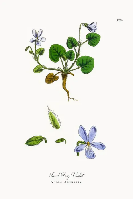 Framed Print : Sand Dog Violet, Viola Arenaria, Victorian Botanical Illustration, 1863 Framed Print : Sand Dog Violet, Viola Arenaria, Victorian Botanical Illustration, 1863