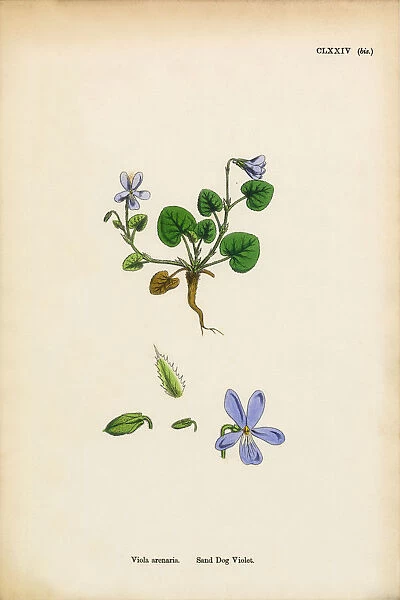 Sand Dog Violet, Viola Arenaria, Victorian Botanical Illustration, 1863