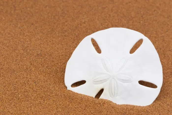 Framed Print : Sand dollar on beach sand Framed Print : Sand dollar on beach sand