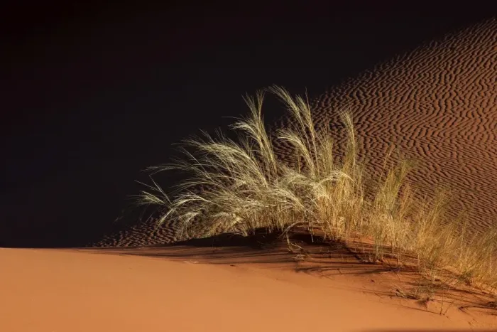 Framed Print : Sand dune with grass tuft, Namib Desert, Namibia