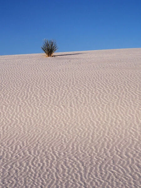 Sand Dune Patterns and Yucca Plants in White Sands National Monument, New Mexico, USA