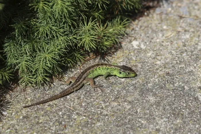 Framed Print : Sand Lizard -Lacerta agilis-, male, Burgenland, Austria, Europe Framed Print : Sand Lizard -Lacerta agilis-, male, Burgenland, Austria, Europe
