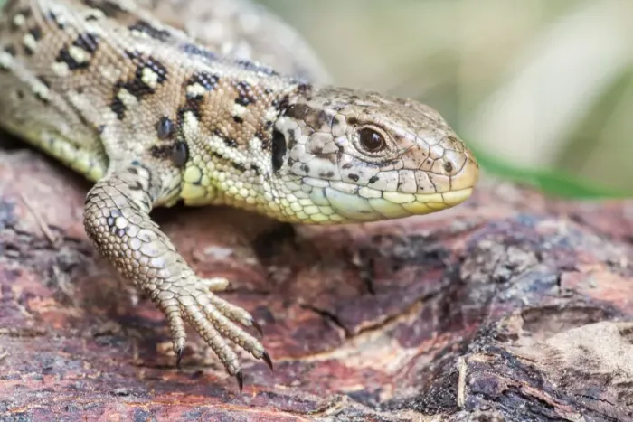 Framed Print : Sand Lizard -Lacerta agilis-, North Hesse, Hesse, Germany Framed Print : Sand Lizard -Lacerta agilis-, North Hesse, Hesse, Germany