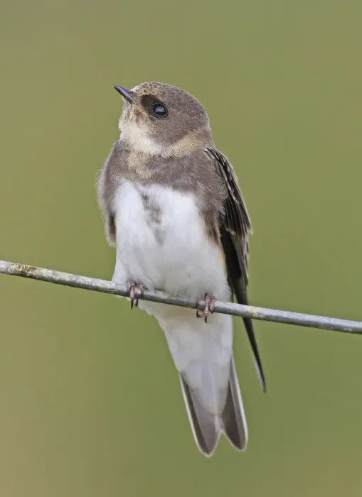 Framed Print : Sand Martin [Riparia riparia]