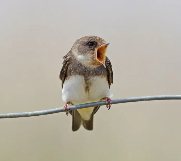 Framed Print : Sand Martin [Riparia riparia]