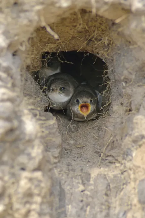 Framed Print : Sand Martins -Riparia riparia-, young birds in breeding holes, Emsland, Lower Saxony, Germany Framed Print : Sand Martins -Riparia riparia-, young birds in breeding holes, Emsland, Lower Saxony, Germany
