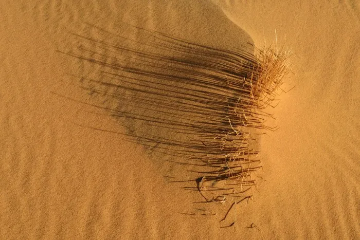 Framed Print : Sand ripples, texture on a sand dune, Tassili nAjjer, Sahara desert, Algeria Framed Print : Sand ripples, texture on a sand dune, Tassili nAjjer, Sahara desert, Algeria