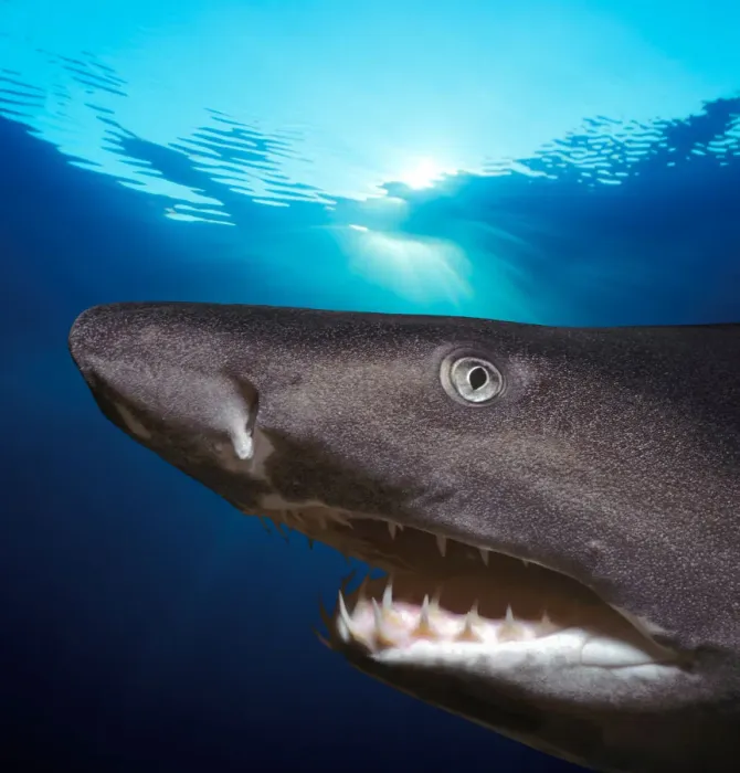 Framed Print : Sand Tiger Shark (Eugomphodus taurus) Framed Print : Sand Tiger Shark (Eugomphodus taurus)