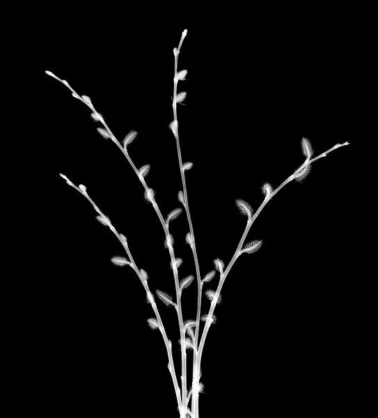 Sandbar willow twigs (Aquilegia columbine), X-ray