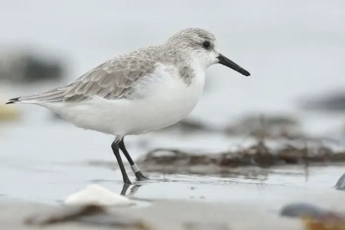 Framed Print : Sanderling -Calidris alba- on a beach in search of food, Dune island, Helgoland, Schleswig-Holstein, Germany Framed Print : Sanderling -Calidris alba- on a beach in search of food, Dune island, Helgoland, Schleswig-Holstein, Germany