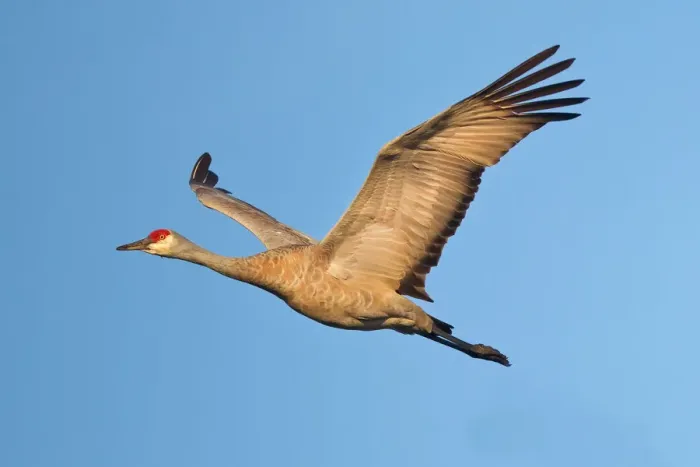Framed Print : Sandhill bird Framed Print : Sandhill bird