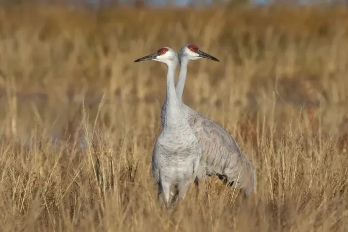 Framed Print : Sandhill Crane