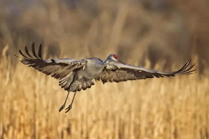 Framed Print : Sandhill Crane Framed Print : Sandhill Crane