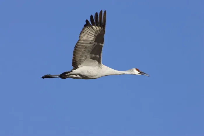 Framed Print : Sandhill Crane (Grus canadensis) in flight, Bosque del Apache Wildlife Refuge, New Mexico, USA Framed Print : Sandhill Crane (Grus canadensis) in flight, Bosque del Apache Wildlife Refuge, New Mexico, USA