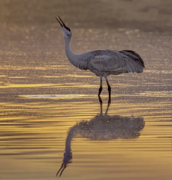 Framed Print : Sandhill Cranes Framed Print : Sandhill Cranes