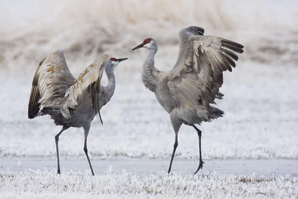 Sandhill cranes (Antigone canadensis) in meadow at frosty morning, Oregon, USA