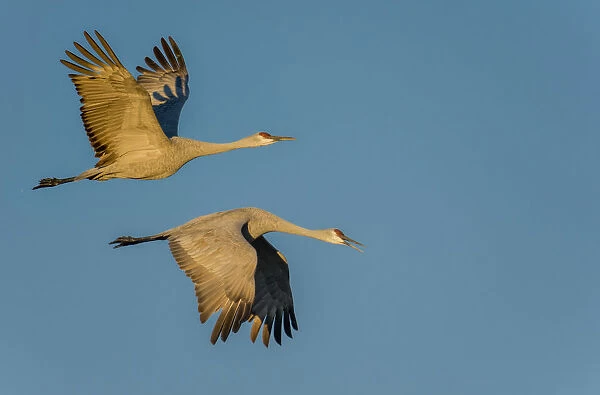 Sandhill Cranes in Flight In Bosque Del Apache