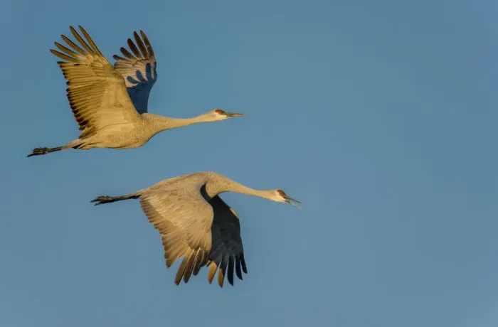 Framed Print : Sandhill Cranes in Flight In Bosque Del Apache Framed Print : Sandhill Cranes in Flight In Bosque Del Apache