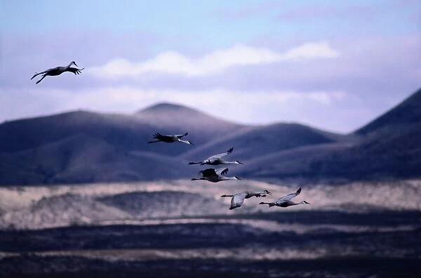 Sandhill cranes (Grus canadensis) in flight, New Mexico, USA