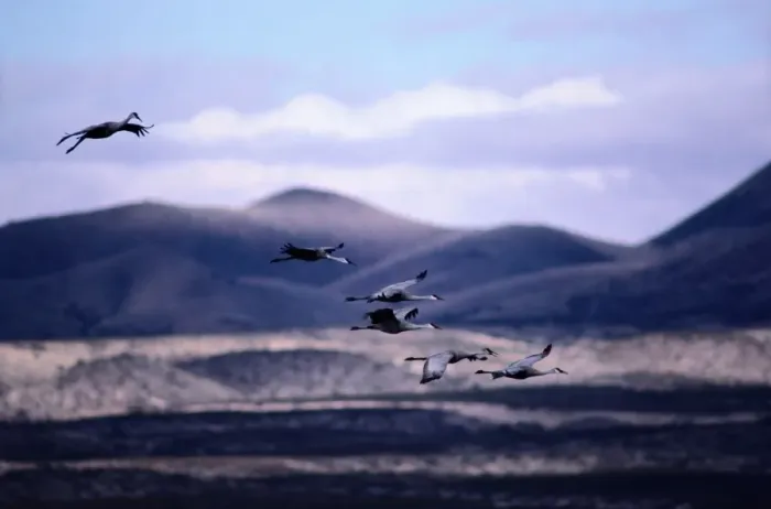 Framed Print : Sandhill cranes (Grus canadensis) in flight, New Mexico, USA Framed Print : Sandhill cranes (Grus canadensis) in flight, New Mexico, USA