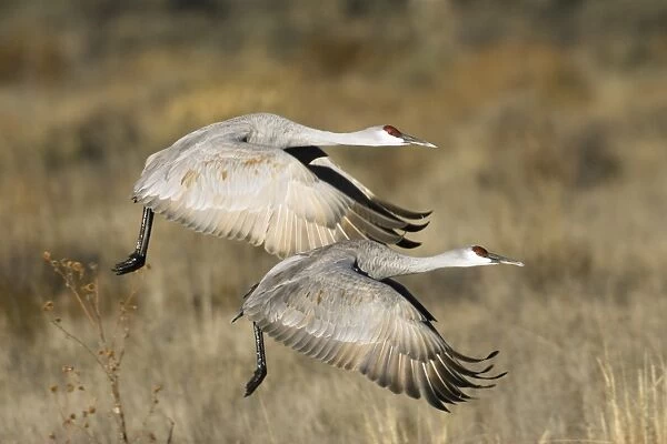 Sandhill Cranes (Grus canadensis) in flight, New Mexico, USA
