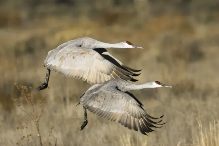 Framed Print : Sandhill Cranes (Grus canadensis) in flight, New Mexico, USA Framed Print : Sandhill Cranes (Grus canadensis) in flight, New Mexico, USA