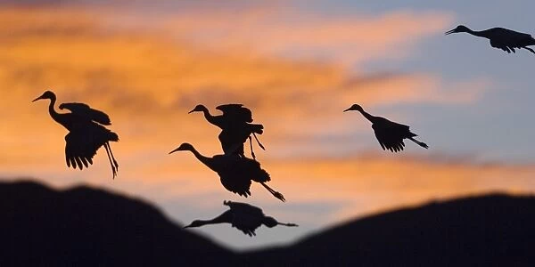 Sandhill Cranes (Grus canadensis) in flight at sunset, Bosque del Apache Wildlife Refuge, New Mexico, USA