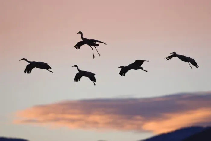 Framed Print : Sandhill Cranes (Grus canadensis) in flight at sunset, landing, Bosque del Apache, New Mexico, USA Framed Print : Sandhill Cranes (Grus canadensis) in flight at sunset, landing, Bosque del Apache, New Mexico, USA