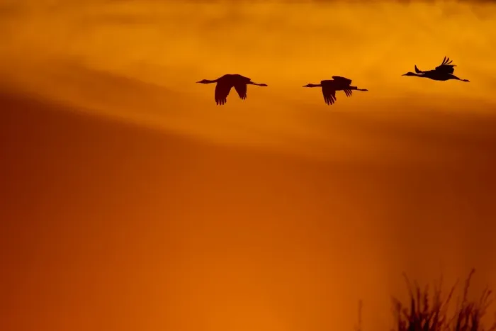 Framed Print : Sandhill at golden sunrise Framed Print : Sandhill at golden sunrise