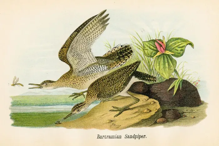 Framed Print : Sandpiper bird lithograph 1890