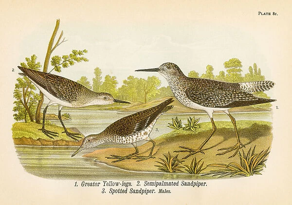 Sandpiper bird lithograph 1890