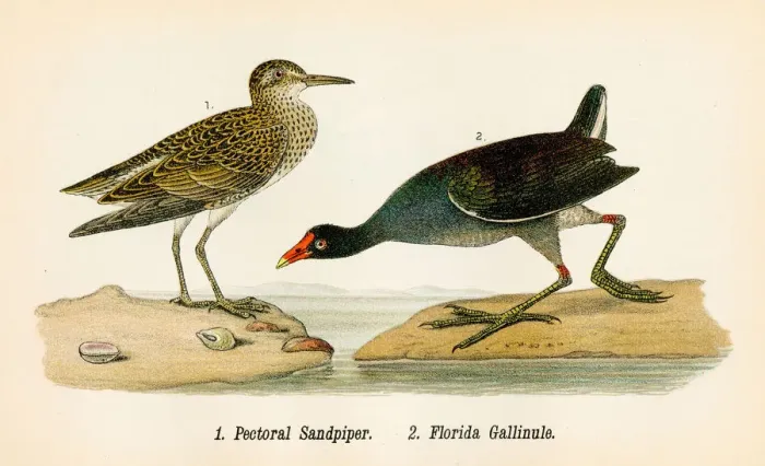 Framed Print : Sandpiper and Gallinule bird lithograph 1890 Framed Print : Sandpiper and Gallinule bird lithograph 1890