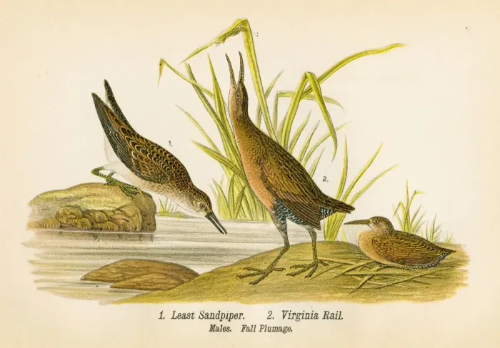 Framed Print : Sandpiper and rail bird lithograph 1890 Framed Print : Sandpiper and rail bird lithograph 1890
