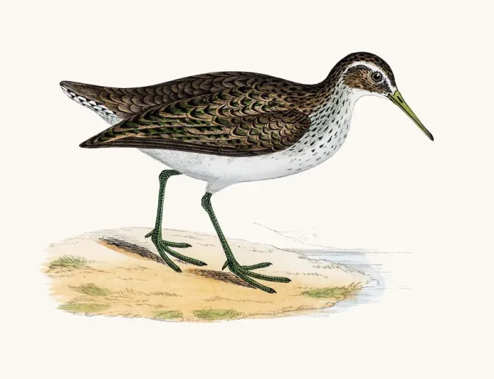 Framed Print : Sandpiper wader shorebird Framed Print : Sandpiper wader shorebird