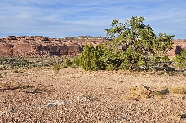 Sandstone landscape, Big Mesa, Canyonlands, Moab, Utah, USA