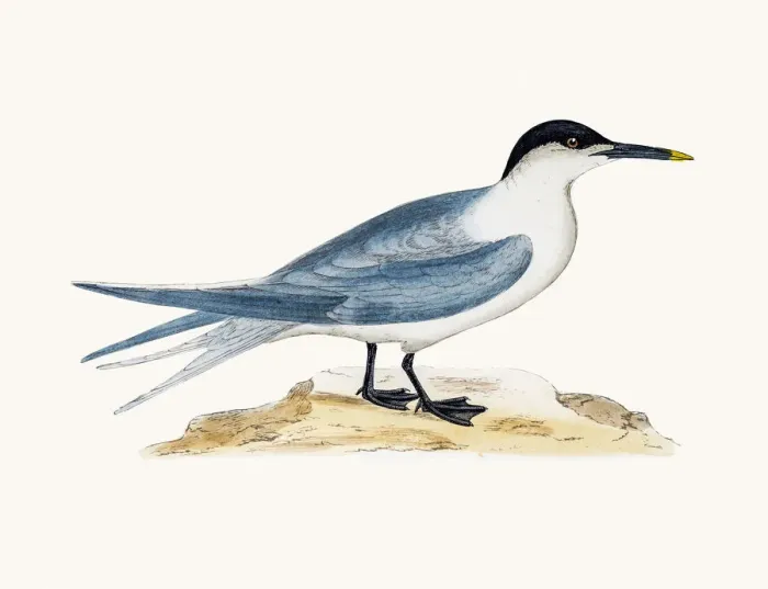 Framed Print : Sandwich tern Framed Print : Sandwich tern