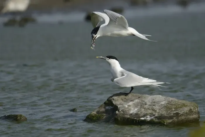 Framed Print : Sandwich Tern -Sterna sandvicensis-, handing over fish to partner in flight, Texel, The Netherlands, Europe Framed Print : Sandwich Tern -Sterna sandvicensis-, handing over fish to partner in flight, Texel, The Netherlands, Europe