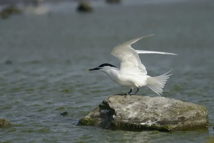 Framed Print : Sandwich Tern -Sterna sandvicensis-, Texel, The Netherlands, Europe Framed Print : Sandwich Tern -Sterna sandvicensis-, Texel, The Netherlands, Europe